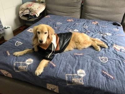 狗夹尾巴是什么意思啊(狗夹尾巴是害怕吗)