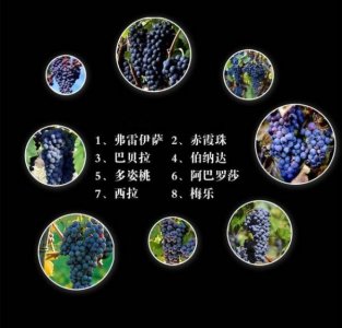 赤霞珠干红和设拉子干红(什么叫设拉子干红)