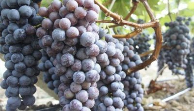 葡萄酒不放糖能发酵吗