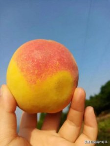 富平春浓香型白酒52度价格表(富平春52度浓香型白酒多少钱)