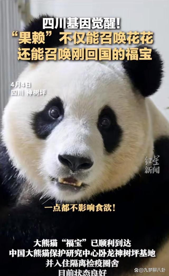 福宝四川基因觉醒!