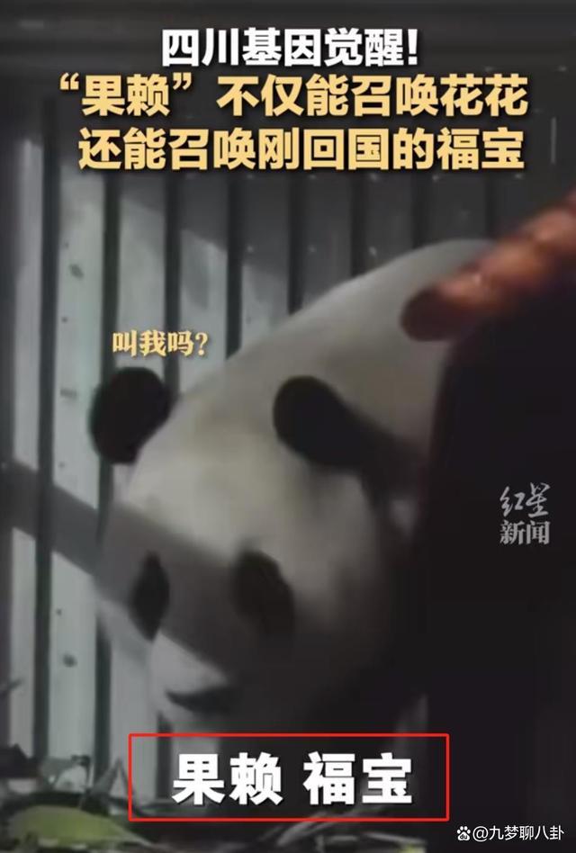 福宝四川基因觉醒!