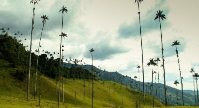 ​世界上最高的树是什么树（哥伦比亚蜡棕榈有多高）