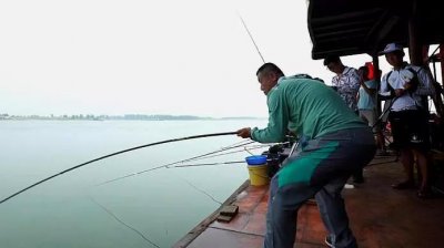 钓鲢鳙有口打不到鱼怎么回事(钓鲢鳙有口不中鱼的原因)