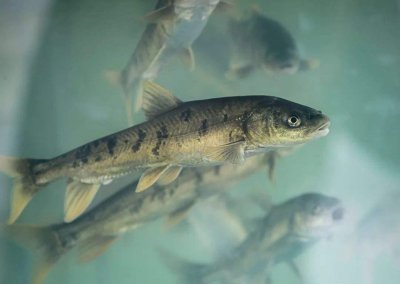 中国最大咸水湖的名字(我国青海湖禁渔10年最大鱼有多大)