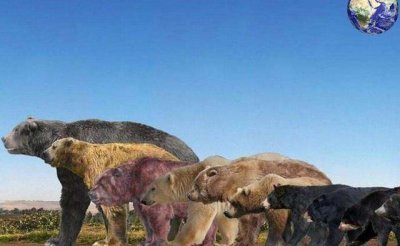 ​世界上最大的熊是哪种熊（最大的北极熊三米多长吗）