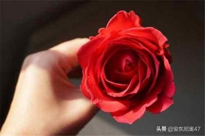 ​世界上最好看的花排名前十（最漂亮的花卉排行榜）