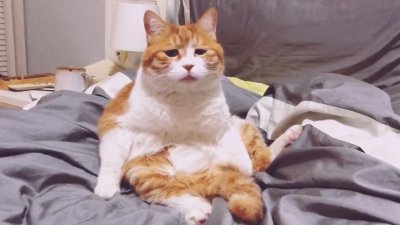 ​养只猫的一个月开销有多大（养猫每月大概要花多少钱）