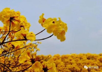 法国风铃谷干红葡萄酒(法国风铃花)