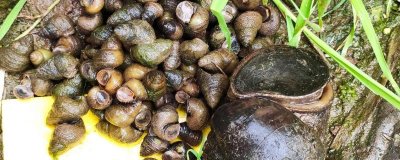 福寿螺到底能不能吃