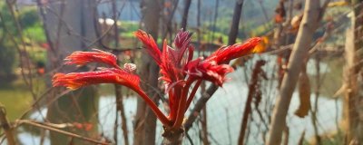 香椿的营养价值及营养成分