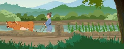 牛肺的营养价值及营养成分