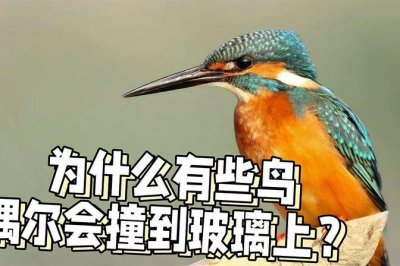 鸟撞窗户玻璃是什么征兆(鸟撞窗户玻璃是好事还是坏事)