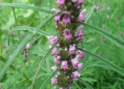 益母草的正确使用方法(益母草被称为为女人而生的植物)