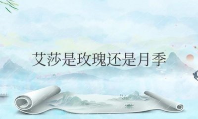 艾莎是玫瑰还是月季花(一款典型的玫瑰形状花型的月季)