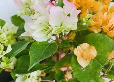 三角梅最勤花品种排行榜