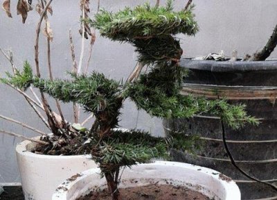 家里养松柏之类盆景吉利吗风水好吗