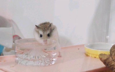 仓鼠喝什么水最好