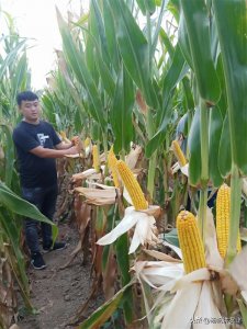 tk601玉米种子简介(该品种抗倒伏穗腐病且高产潜力大)