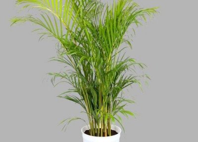 哪些凤尾竹养殖方法和注意事项有哪些