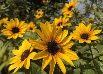 向日葵赠送对象(向日葵一般可以送什么人合适)