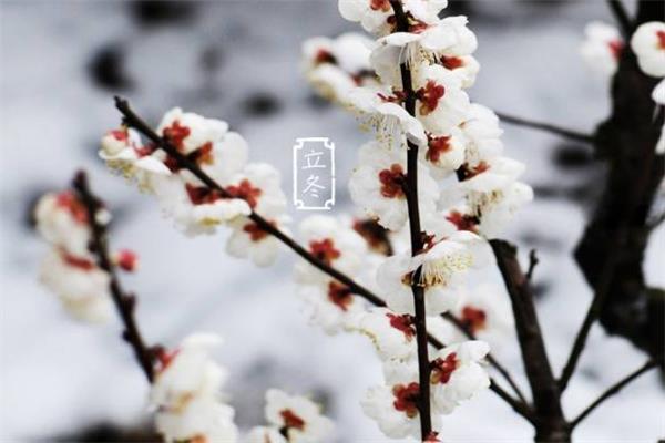 立冬要吃羊肉吗 立冬吃羊肉有什么好处 立冬要吃羊肉吗 立冬吃羊肉有什么好处