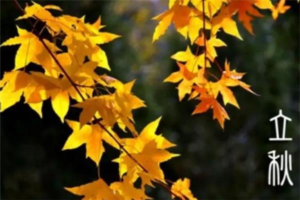 立秋要吃饺子吗 立秋吃饺子还是面条 立秋要吃饺子吗 立秋吃饺子还是面条