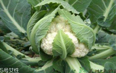 花菜怎么保存时间长?这么做可以保存一周 花菜怎么保存时间长?这么做可以保存一周