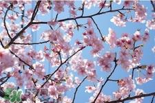 植树节怎样种树?植树节种植的方法及步骤 植树节怎样种树?植树节种植的方法及步骤