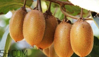 女生送猕猴桃什么意思?猕猴桃内涵意思