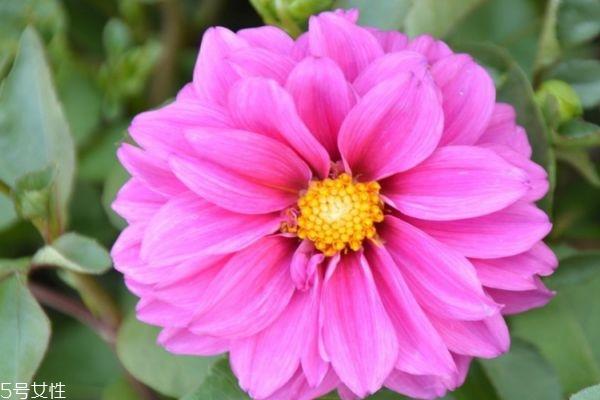 什么是小丽花呢 小丽花有什么作用呢 什么是小丽花呢 小丽花有什么作用呢