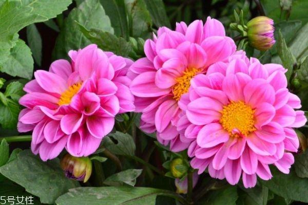 什么是小丽花呢 小丽花有什么作用呢 什么是小丽花呢 小丽花有什么作用呢