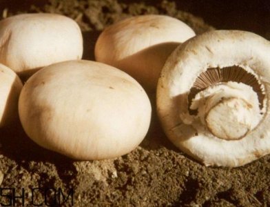 口蘑怎么吃?口蘑不能和什么一起吃