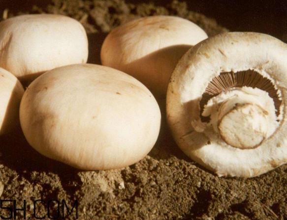 口蘑怎么吃?口蘑不能和什么一起吃 口蘑怎么吃?口蘑不能和什么一起吃