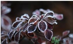 霜降是什么季节?霜降是秋天还是冬天? 霜降是什么季节?霜降是秋天还是冬天?