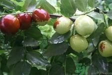 冬枣一次最多能吃多少?一天可以吃多少冬枣? 冬枣一次最多能吃多少?一天可以吃多少冬枣?