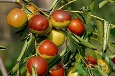 冬枣一次最多能吃多少?一天可以吃多少冬枣? 冬枣一次最多能吃多少?一天可以吃多少冬枣?