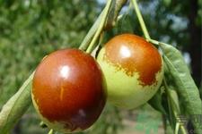 冬枣一次最多能吃多少?一天可以吃多少冬枣? 冬枣一次最多能吃多少?一天可以吃多少冬枣?