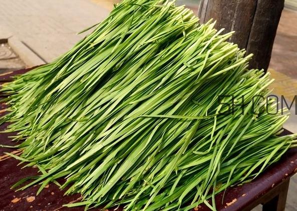 立秋后可以种韭菜吗?怎样种韭菜? 立秋后可以种韭菜吗?怎样种韭菜?