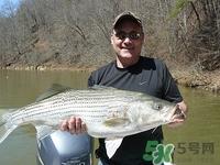 天冷可以钓鱼吗?天冷好钓鱼吗 天冷可以钓鱼吗?天冷好钓鱼吗