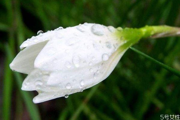 葱莲是一种什么植物呢 葱莲的作用有什么呢 葱莲是一种什么植物呢 葱莲的作用有什么呢