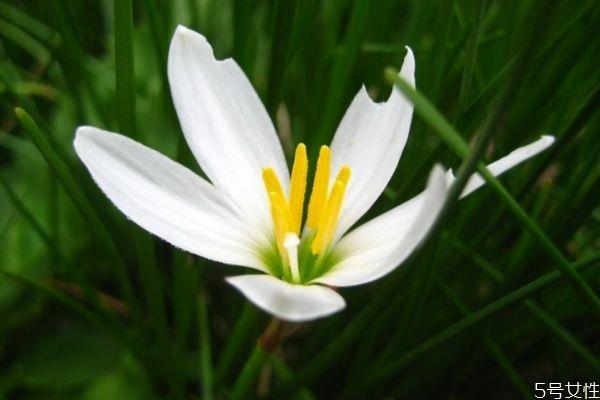 葱莲是一种什么植物呢 葱莲的作用有什么呢 葱莲是一种什么植物呢 葱莲的作用有什么呢