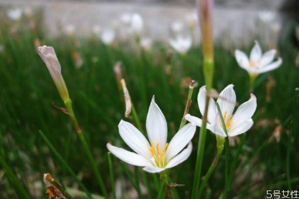 葱莲是一种什么植物呢 葱莲的作用有什么呢 葱莲是一种什么植物呢 葱莲的作用有什么呢