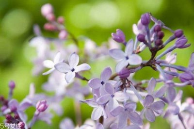 ​紫丁香的花语是什么呢 紫丁香应该怎么种植呢