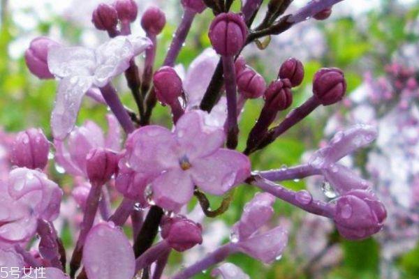 紫丁香的花语是什么呢 紫丁香应该怎么种植呢 紫丁香的花语是什么呢 紫丁香应该怎么种植呢