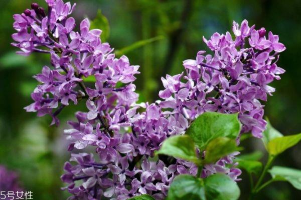 紫丁香的花语是什么呢 紫丁香应该怎么种植呢 紫丁香的花语是什么呢 紫丁香应该怎么种植呢