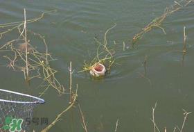 立夏好钓鱼吗?立夏怎么钓鱼? 立夏好钓鱼吗?立夏怎么钓鱼?