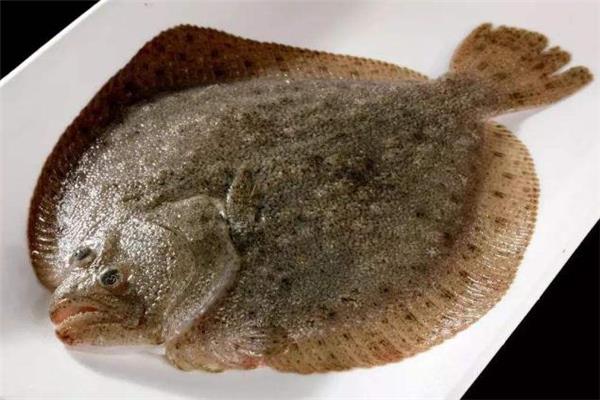 多宝鱼怎么去腥味 多宝鱼怎么做才入味 多宝鱼怎么去腥味 多宝鱼怎么做才入味