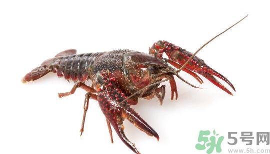 龙虾怎么杀才干净?龙虾怎么杀图解? 龙虾怎么杀才干净?龙虾怎么杀图解?