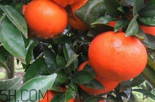 沃柑市场多少钱一斤?皇帝柑好还是沃柑好吃 沃柑市场多少钱一斤?皇帝柑好还是沃柑好吃